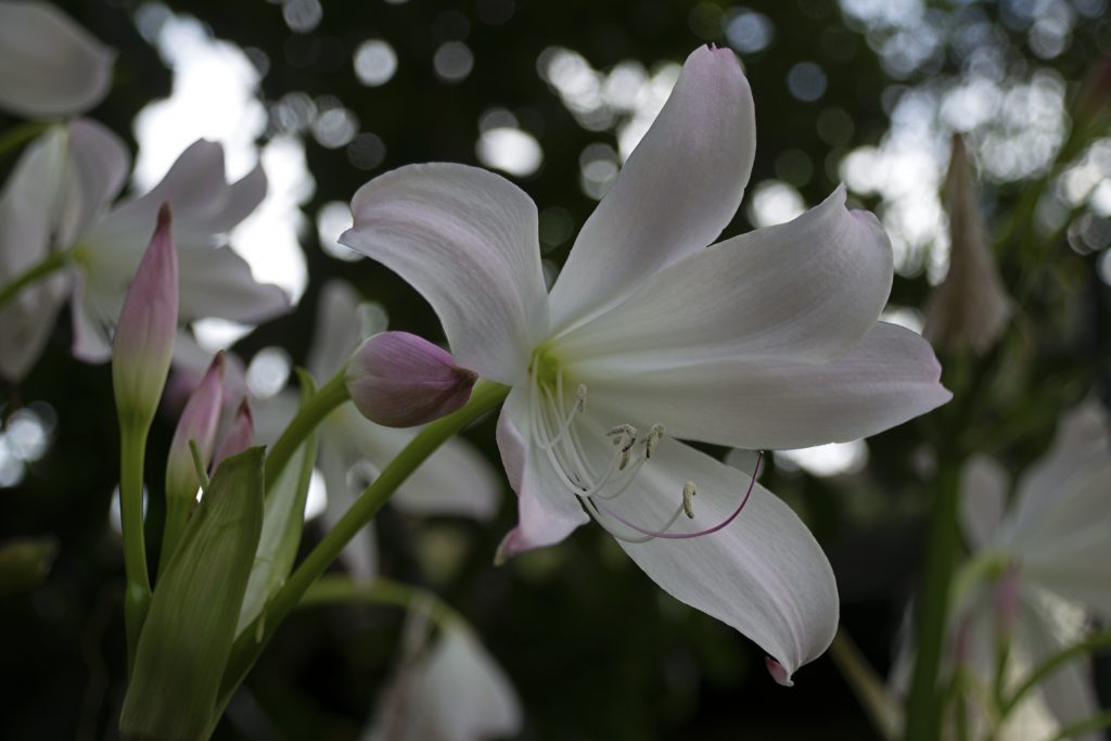 A landscape image depicting a pink and white Lily, with closed buds to the left of the image and a fully bloomed bud in the centre. The background is stylised bokeh and is out of focus, to imply movement. 