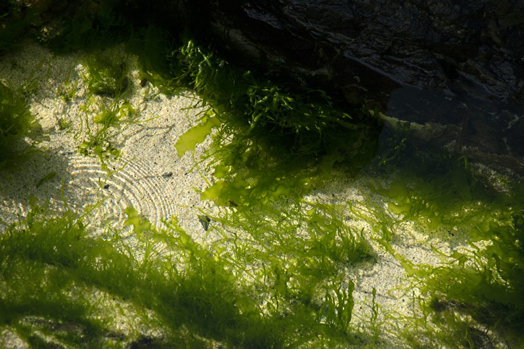 A lush green rock pool full of seaweed with a ripple of life extending from the left had corner.