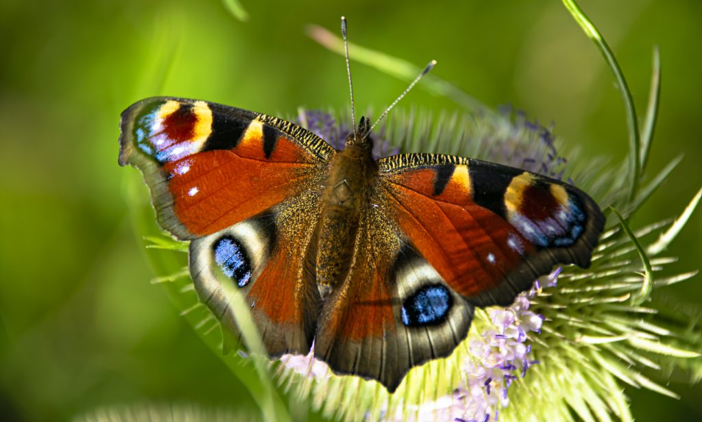 An image of an Admiral butterfly (orange, blue, yellow purple and brown) on a thistle, with a green background.