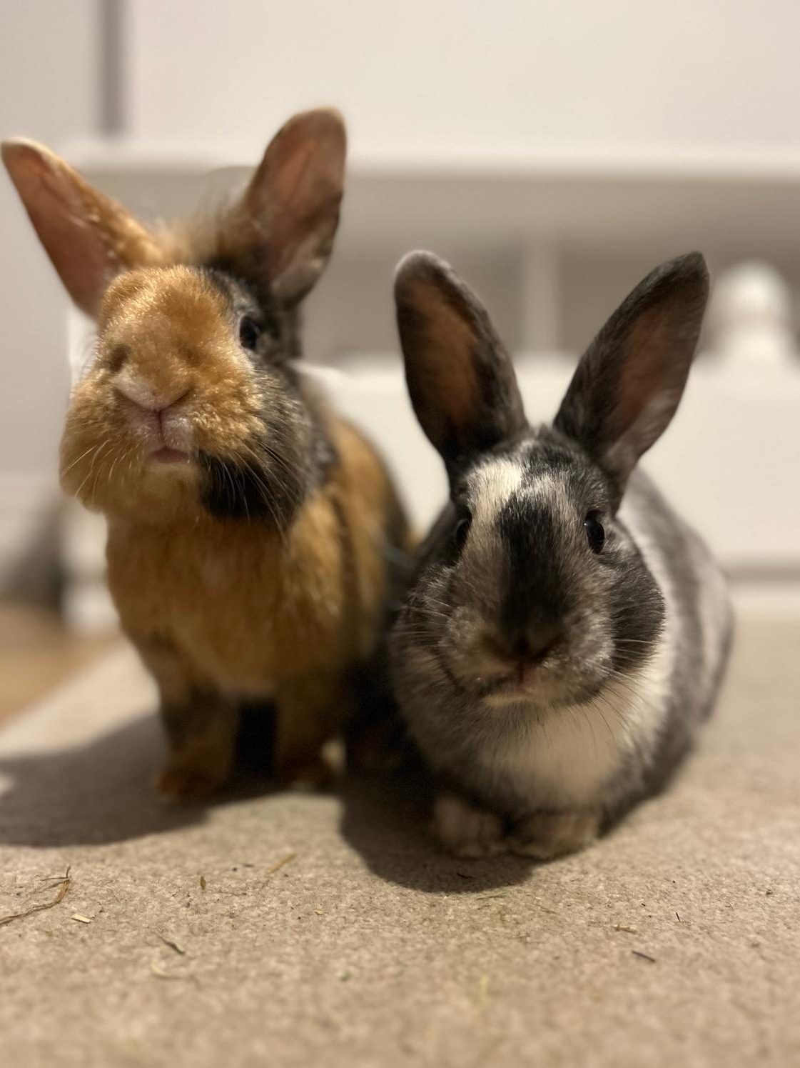 The picture shows two rabbits that have graduated the RSPCA Manchester and Salford rabbit bonding scheme. The left rabbit stands whilst peeing curiously at the camera. The rabbit is a predominantly ginger  with a dark brown patch to the right side of it's  face. The rabbit to the right sits closely to the other rabbit, also facing the camera. It is white with dark splotches across the entirety of it's body and face. 