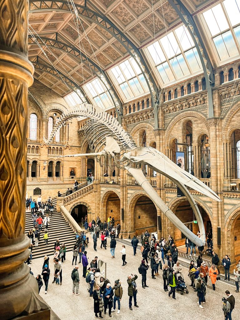 Natural history museum hanging dinosaur classic architecture free activities