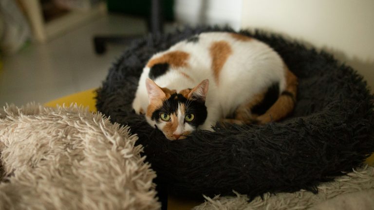 cat relaxing on cat bed in home. white cat with ginger and black spots