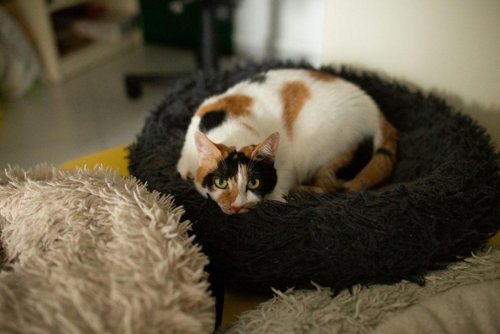cat in home relaxing on a cat bed. white cat orange cat black cat calico cat. cat adoption